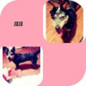 Meet your Posher, Coco&juju #acd #blueheeler